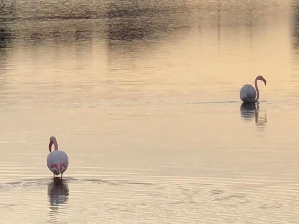 Barcaresa-La Perle Vue Mer Pieds Dans L'Eau Clim Wifi Leucate Buitenkant foto